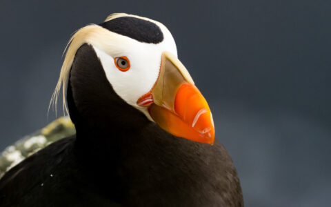 Tufted puffin bird with red-ringed eyes, orange beak, white forehead, yellow fronds & black body, seen on an Alaska to Japan cruise.