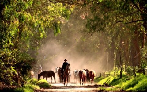 cowboy driving horses down dusty, tree-covered road on andes highland haciendas land tour in ecuador