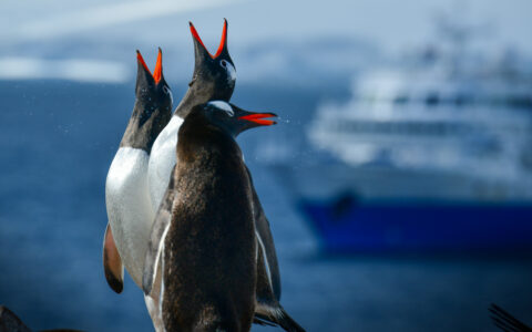 Three Penguins call out with their necks tilted back and orange becks in the air with a small cruise ship off in the distance