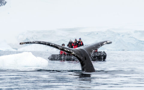 A whale tail peaking out of the water with a skiff behind with adventurists viewing the whale next to large icebergs and snow.
