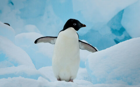 white and black small penguins with its fins out waddles through the blue snow