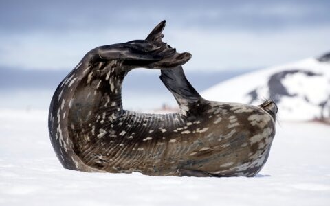 A seal stretches in a curled up pose atop a snowfield at Mikkelsen Harbor during the Whale Science Voyage in Antarctica.