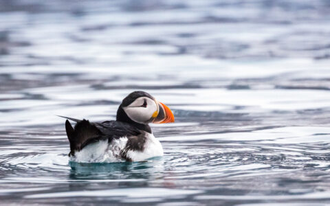 Arctic puffin bird with black & white feathers & orange beak swims on an Arctic Saga: Spitsbergen, Faroes & Jan Mayen cruise.