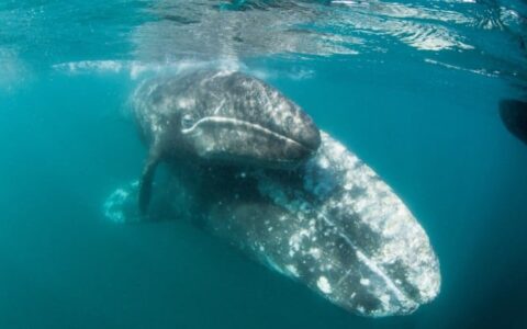 two humpback whales underwater near baja among the great whales cruise