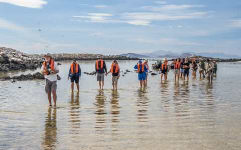 Line of Baja California Discovery cruise guests in orange life vests walk in ankle-deep water while birding under blue skies.