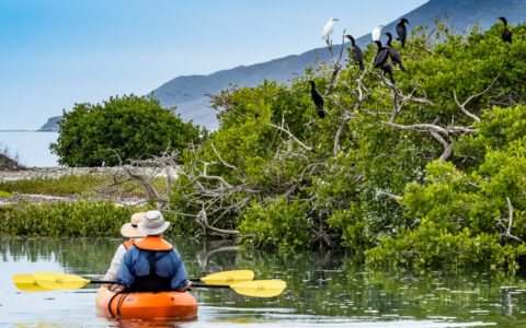 Tandem kayakers in orange boat with yellow paddles drift by green mangroves with shore birds sitting atop them in Baja.
