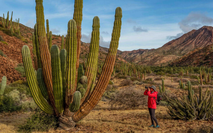 Baja California Discovery cruise guest in red coat stands among arid mountains & photographs a giant green cactus.