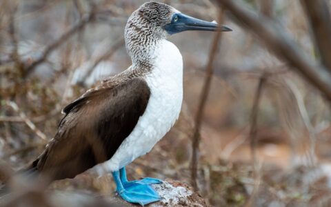 Blue-footed boobie bird with white chest & brown feathers stands in a woody zone seen during a Horizon Galapagos cruise.