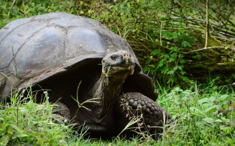 Giant tortoise stands and chews bright green foliage, seen during a Horizon Galapagos cruise.
