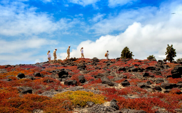 A shore excursion on a blue sky day, 5 travelers traverse the ridgeline of a hillside covered in red plant life in the Galapagos Islands.