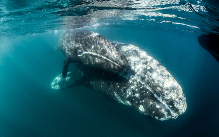 an underwater photo of a mother gray whale and her new born calf swimming in Magdalena bay in Baja California