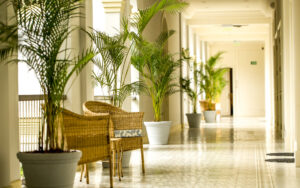 Interior hallway lined with plants and wicker chairs at Hotel del Parque in Guayaquil, Ecuador