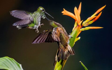 2 green-feathered hummingbirds fight over an orange coronet flower with a bright green stalk & leaves near Mashpi Lodge.