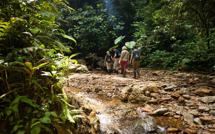 Family walks in a low-water riverbed through the lush, green cloud forest jungle on the Mashpi Rainforest Tour.
