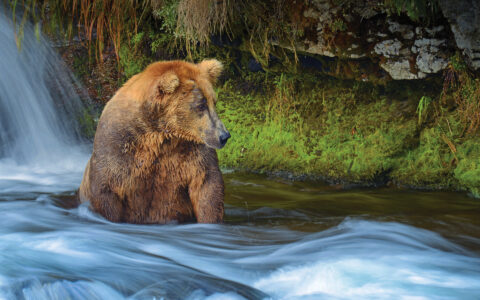 Brown bear sits in river under small waterfall, fishing for salmon, seen on Nat Geo Alaska's Inside Passages small ship cruise