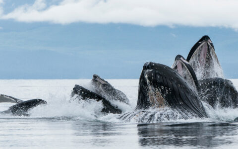 Humpback whales bubblenet feed, rising just above the surface to capture fish and krill, on a foggy day in Alaska.