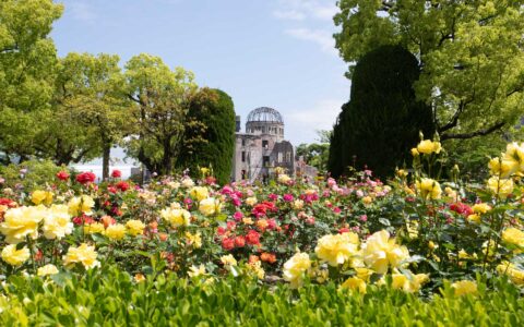 Yellow & red roses in full bloom among green deciduous trees backed by a silver building under blue sky during spring in Japan.