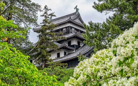 Japanese castle with various levels & jagged rooflines sits among bright green & white foliage under a cloudy sky during spring.