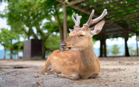 Miyajima deer with beige fur, white spots & short antlers sits near an outdoor patio with awning on a sunny day in Japan.