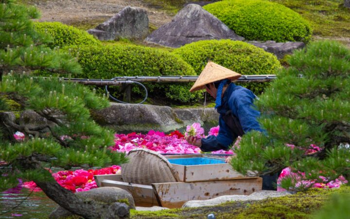 Man in blue jacket & conical hat sits & tends pink flowers among manicured green shrubs & deciduous trees during spring in Japan.