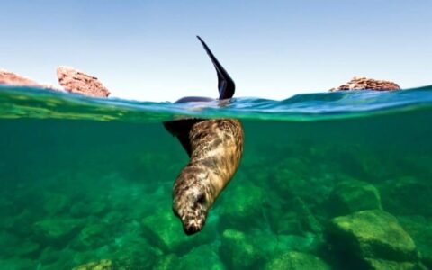 sea lion starts to dive underwater in the sea of cortez on a sunny day in baja california with land in the distance