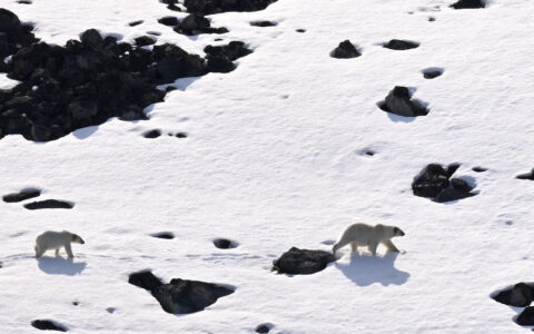 Polar bear mother & cub walk a snowfield with dark rocks on a sunny day in Svalbard, seen on a circumnavigation cruise.