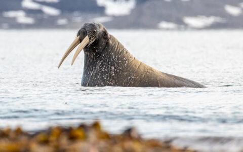 Male walrus with long tusks & mottled brown skin raises head out of water beside shoreline with brown seaweed in the sun.