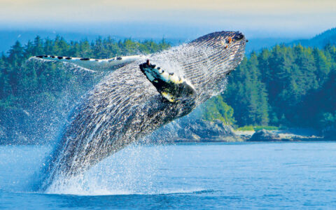 Humpback whale leaps out of calm blue sea with forested hills behind, seen on the Treasures of the Inside Passage cruise.