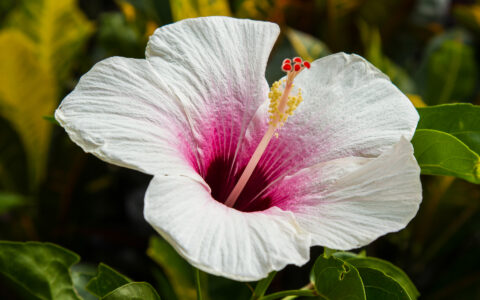 Close-up of a white hibiscus flower with a deep pink center and a long yellow-tipped stamen, set against green foliage.