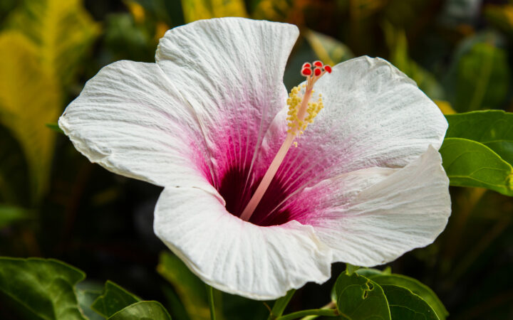 Close-up of a white hibiscus flower with a deep pink center and a long yellow-tipped stamen, set against green foliage.