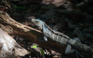 Spiny-tailed iguana with a mottled black-and-white pattern perches on a fallen log in dappled forest light.