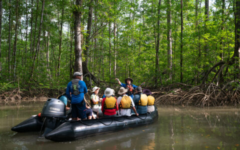 Group tour on an inflatable boat exploring a mangrove river, guide gesturing toward the forest as passengers in life jackets look on.
