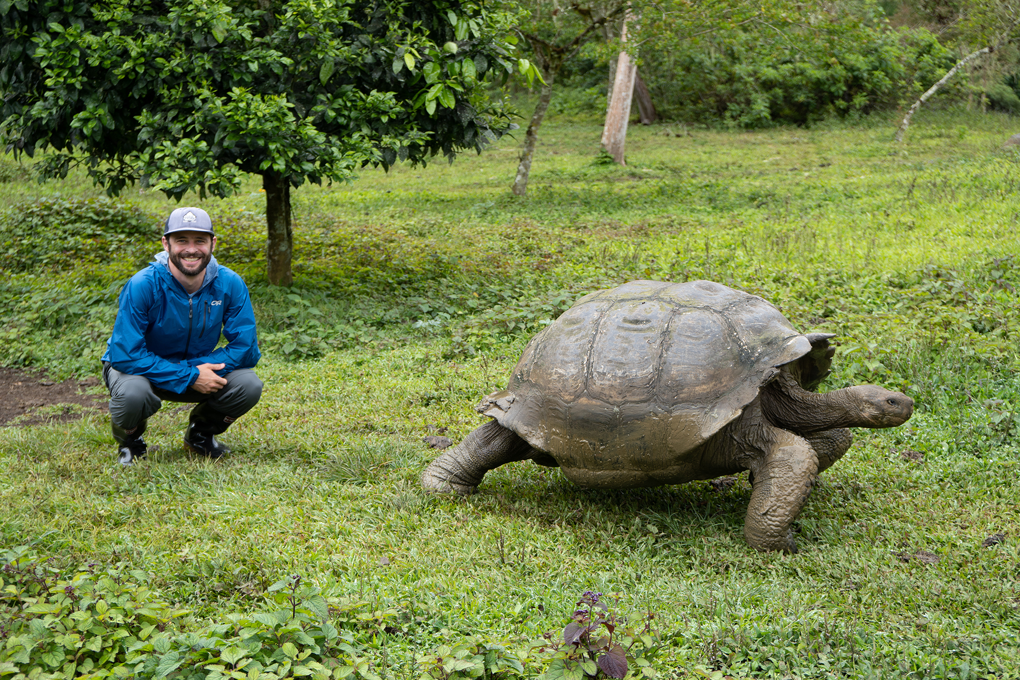 A man in a blue jacket and a baseball hat squats next to a Galapagos giant tortoise  in a green field