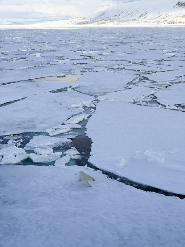 A polar bear walks amid the broken pack ice in Svalbard