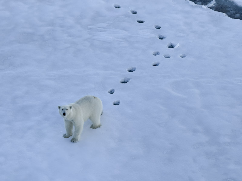 A polar bear seen from above on snow with its footprints behind it