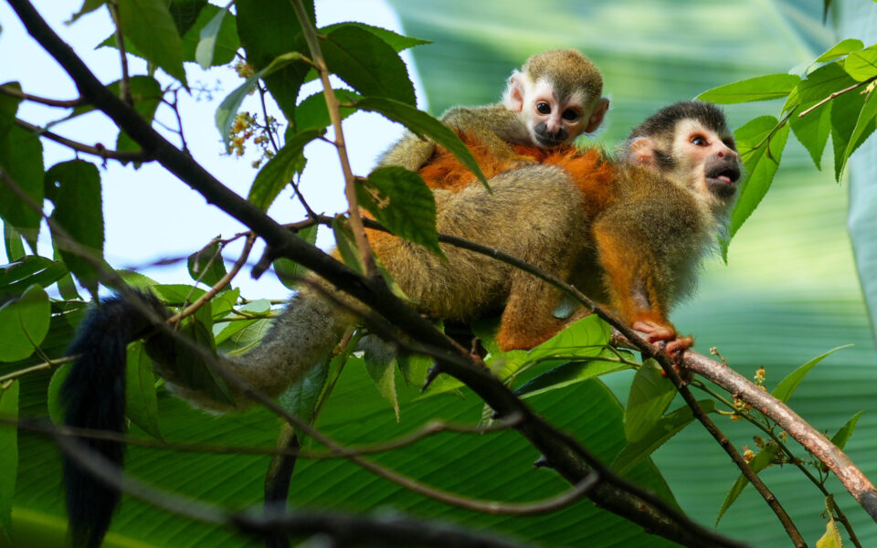 A mother monkey with its baby on its back in lush green trees in Costa Rica.