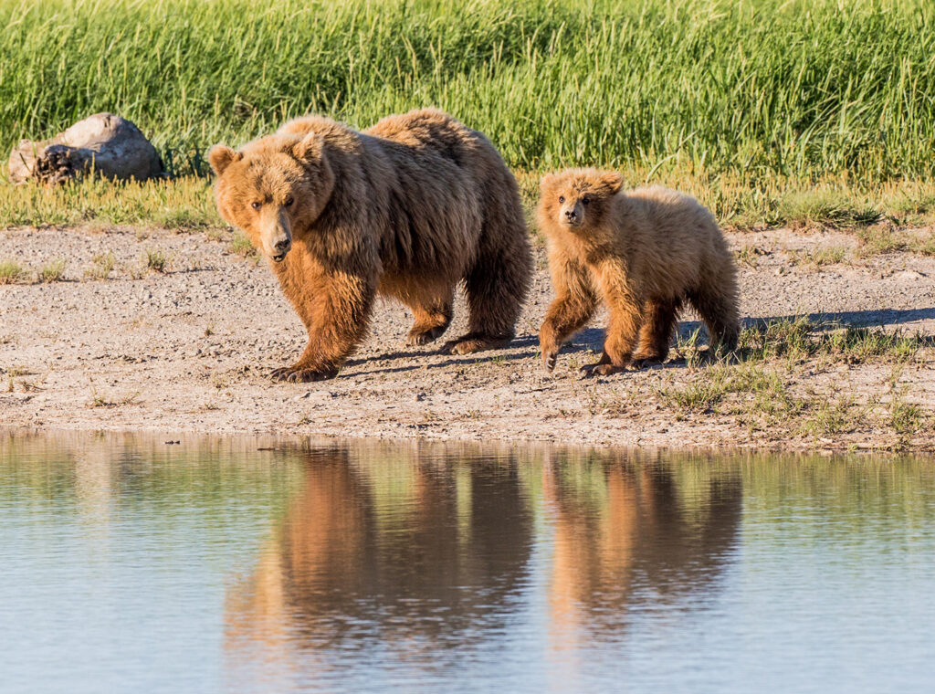 Grizzly bear mother and cub at waters edge, inside Katmai National Park Alaska, as part of a National Park guided tour and cruise. 