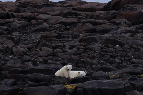 Two white polar bears lay amongst the dark black rock in Arctic Svalbard. 