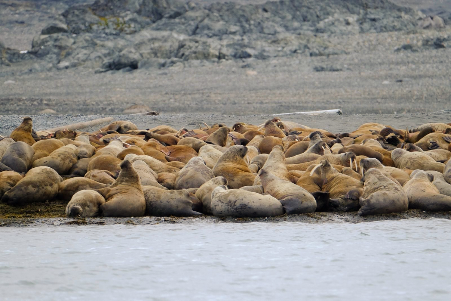brown and tan walrus lay in a group on the shore at Smeerenburg, an old whaling outpost, where a large walrus haulout is. 