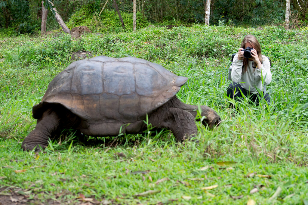 Amongst lush green forest a female traveler kneels behind a Galapagos giant tortoise and takes a photo.