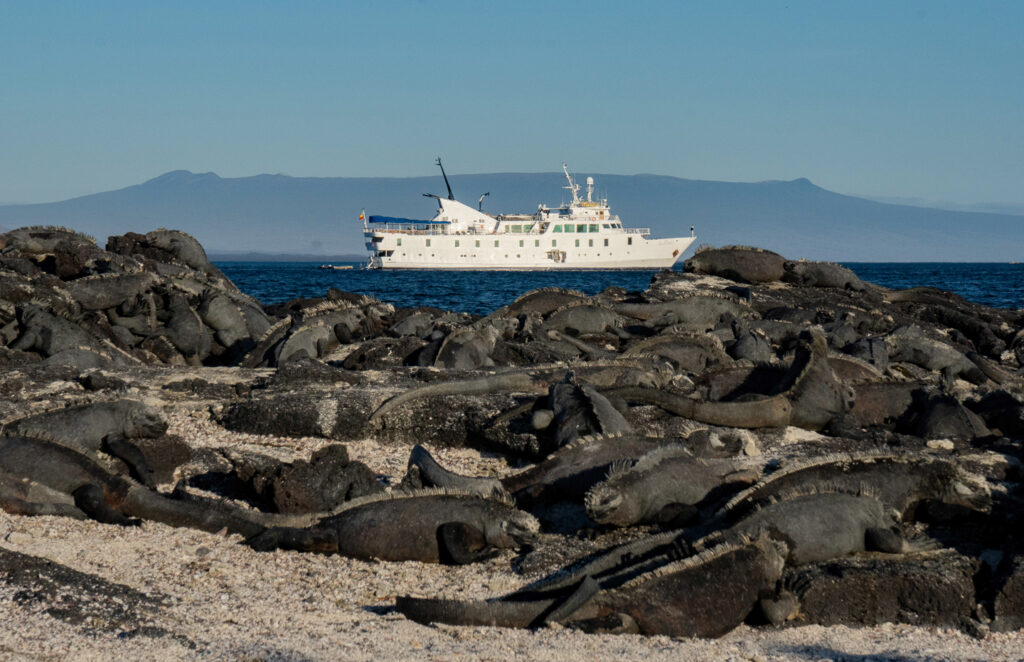 Group of marine iguanas bask on lava rock as the white La Pinta Galapagos ship is anchored in ocean, find Galapgos cruise deals aboard.