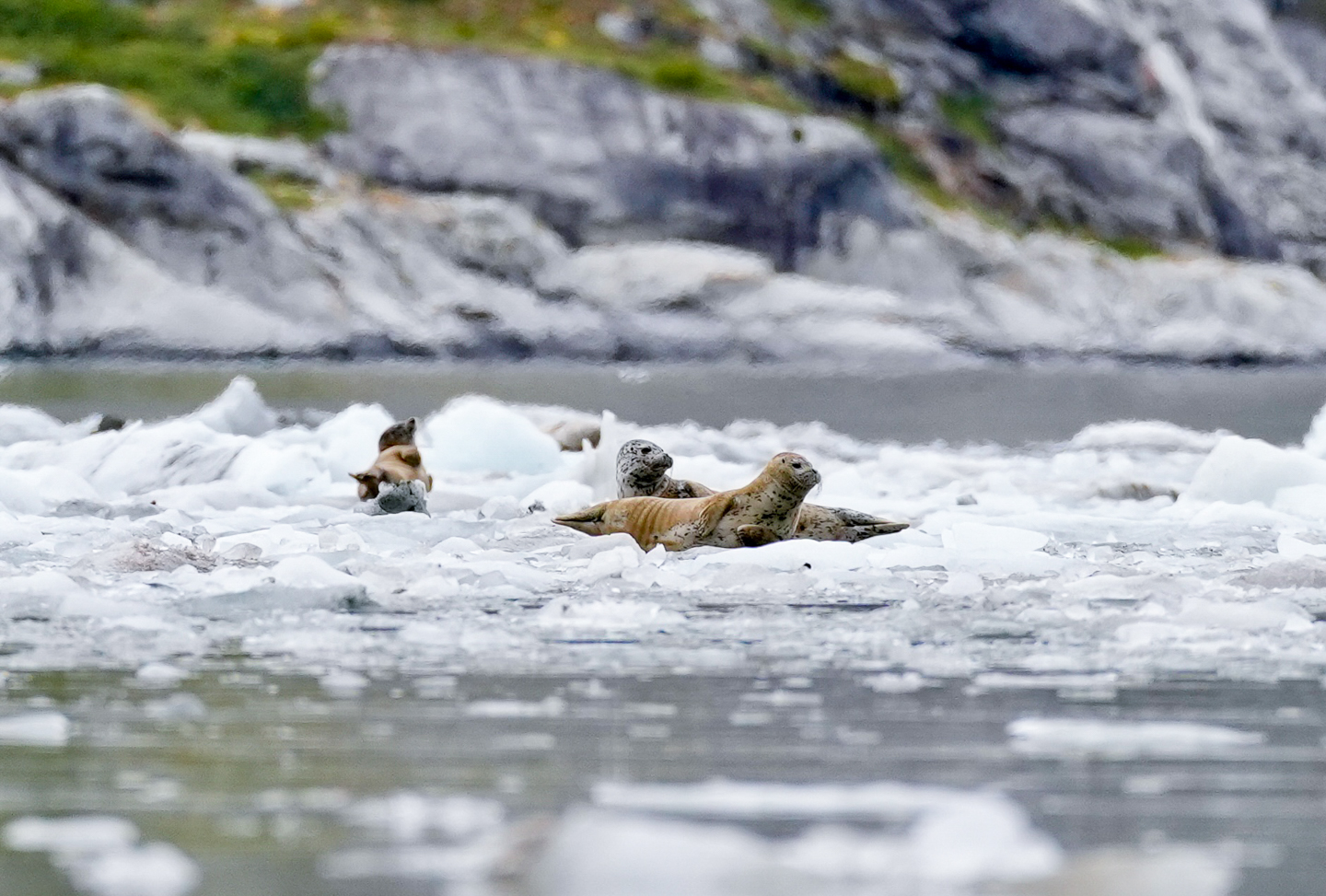 four grey and brown seals rest on ice floating in Glacier Bay National Park, Alaska.
