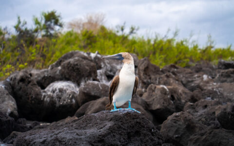 Blue-footed booby bird with white chest & brown back stands atop black lava rocks near green hedges in Galapagos.
