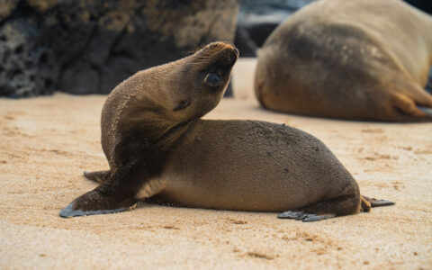 Sea lion pup with brown fur lays on white-sand beach & leans its head back, seen on Eminence Galapagos cruises.